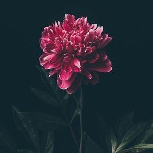 Meet your Posher, Chelsea